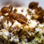 A agricultura das formigas começou há 66 milhões de anos, após o asteroide que condenou os dinossaur...