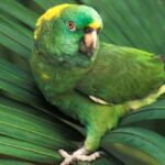 Algo estranho está acontecendo com os chamados dos papagaios da Amazônia