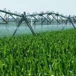 A diversidade de plantas melhora a retenção de carbono no solo