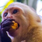 O consumo de álcool é muito mais comum em animais do que sabíamos