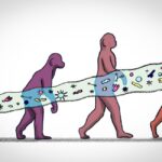 O segredo do tamanho do nossos cérebros pode estar no nosso intestino