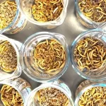Insetos que comem plástico podem ajudar com o nosso problema de microplástico?