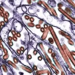 Propagação da gripe aviária desencadeia estado de emergência na Califórnia