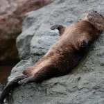 Chungungo: A mini lontra marinha que vive em penhascos rochosos