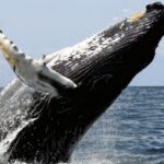 Baleia jubarte faz migração recorde através de 3 oceanos