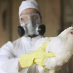 Cientistas identificam mutação que pode facilitar a infecção pelo vírus da gripe aviária H5N1 e sua ...