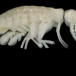 Predador fantasmagórico descoberto no fundo da Fossa do Atacama