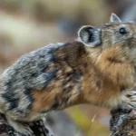 Pika de Turuchan: A adorável bola de pelos que adora brincar