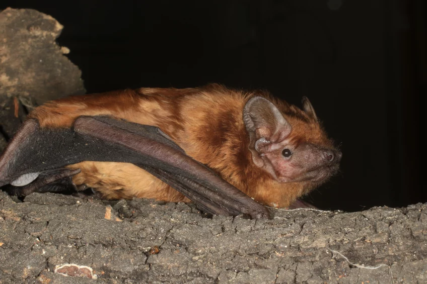 Um morcego-arborícola-grande (Nyctalus noctula)