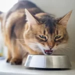 Gatos de estimação no Condado de Los Angeles estão pegando gripe aviária pelos alimentos