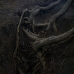 Plantas têm mais probabilidade de serem bisbilhoteiras do que altruístas ao acessar redes subterrâ...