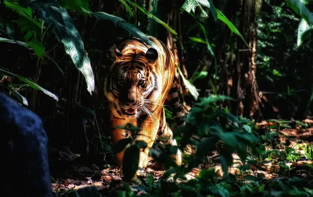 tigre de bengala na selva