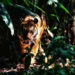 Trio de filhotes de tigre raros é avistado em parque nacional tailandês