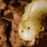 Larva de mosca marroquina usa rosto falso em sua bunda para se infiltrar em colônia de cupins