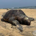 Mais de 1.000 tartarugas-oliva foram encontradas mortas em Tamil Nadu