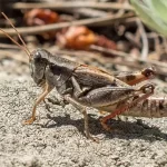 Os ciclos de vida de alguns insetos adaptam-se bem às mudanças climáticas: outros, nem tanto