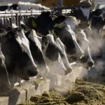 Nova variante mortal da gripe aviária H5N1 detectada no gado leiteiro de Nevada