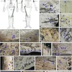 Evidências de canibalismo por antigos povos de Magdalen encontradas em caverna na Polônia