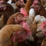 Mulher hospitalizada no Wyoming com gripe aviária H5N1