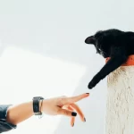 Estudo dos EUA sugere que as pessoas podem transmitir a gripe aviária aos seus gatos
