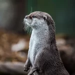 Lontra rara desapareceu no Quirguistão, alertam especialistas