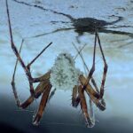 Nova espécie de fungo zumbi descobertos em aranhas das cavernas da ilha da Irlanda