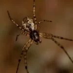 Aranha eremita asiática: o aracnídeo que fica mais forte após ejetar o próprio pênis