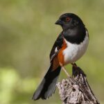 Populações de aves nos EUA continuam em declínio alarmante