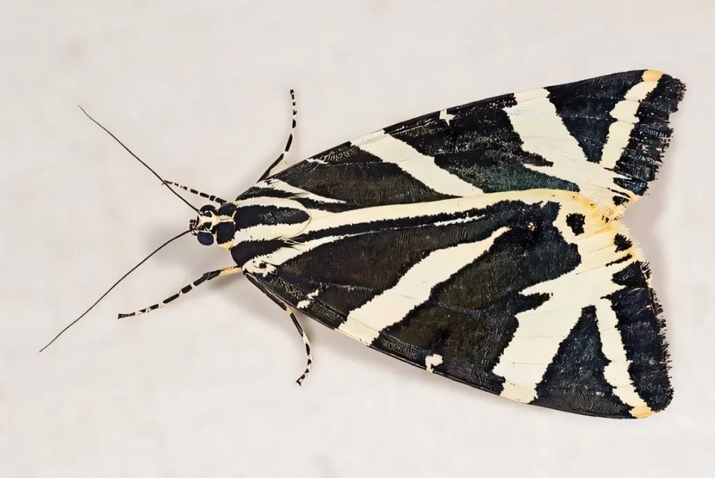 Mariposa tigre de Jersey, espécie Arctia caja