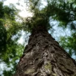 Cientistas chineses usam drones com lasers para contar as árvores do país — todas as 142,6 bilhões d...