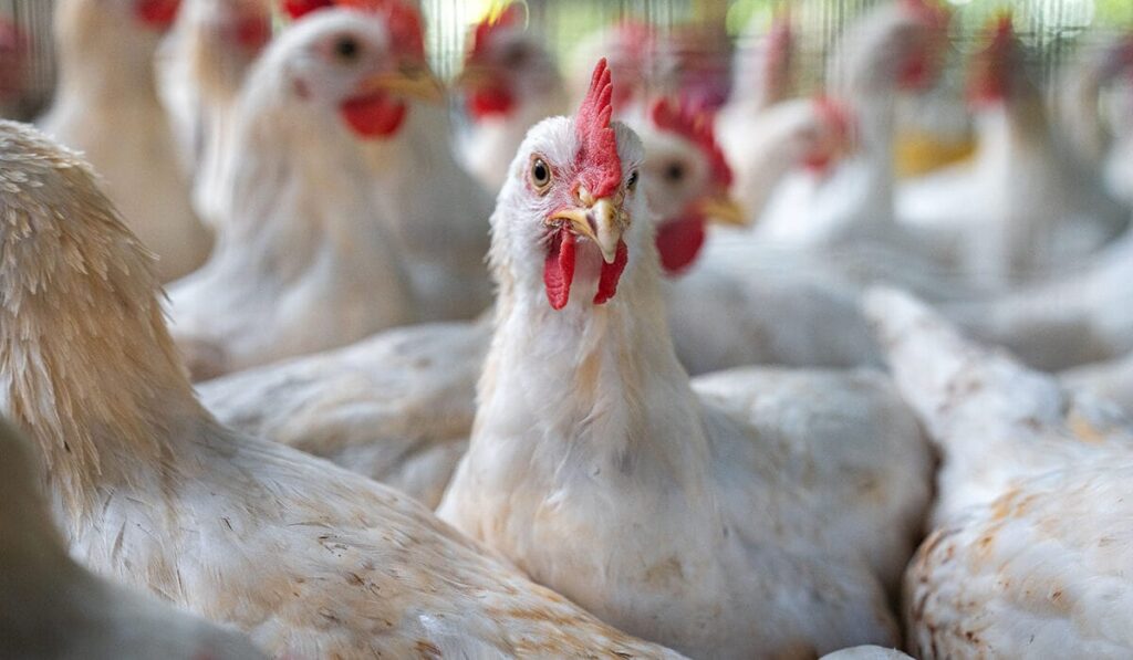 Imagem de um galinheiro. Pesquisadores da Washington University em St. Louis desenvolveram um sensor que detecta a gripe aviária H5N1 transmitida pelo ar. O sensor pode ser usado em grandes operações agrícolas para monitorar surtos de patógenos.