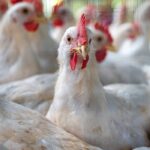 Novo biossensor pode detectar gripe aviária transmitida pelo ar em menos de 5 minutos