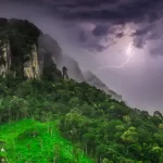Árvore tropical no Panamá evoluiu para matar seus 'inimigos' com raios