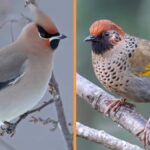 Grandes cérebros e grandes áreas de distribuição podem não salvar as aves das alterações climáticas