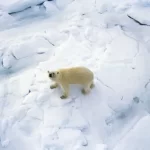 A cobertura de gelo marinho no inverno é a mais baixa em um registro de satélite de 47 anos