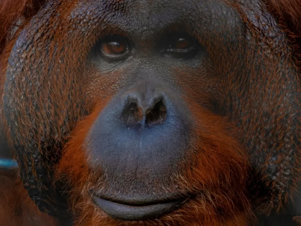 close up no rosto de um orangotango