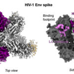 Estudo sobre vacina contra o HIV descobre novo e poderoso alvo de anticorpos