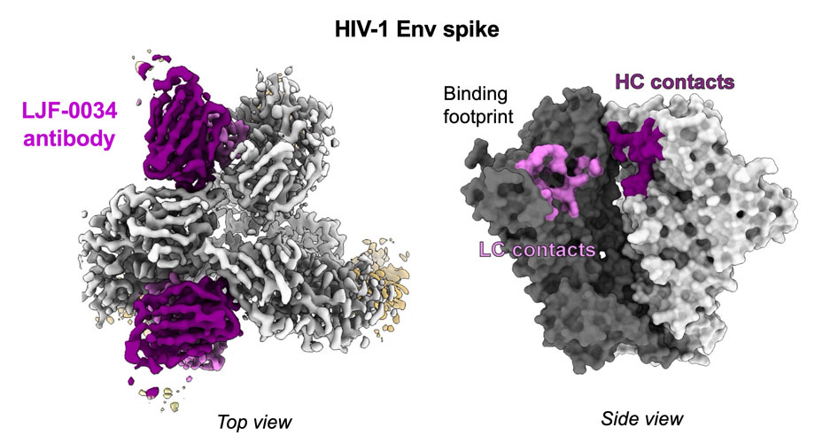 Um mapa de densidade eletrônica ilustrando como o novo anticorpo (roxo) neutraliza o HIV ao se ligar a duas seções da proteína spike (cinza).