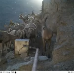 Pesquisadores da vida selvagem treinam IA para identificar melhor espécies animais em fotos de câmer...