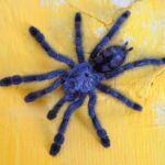 Por que algumas aranhas são mais venenosas do que outras