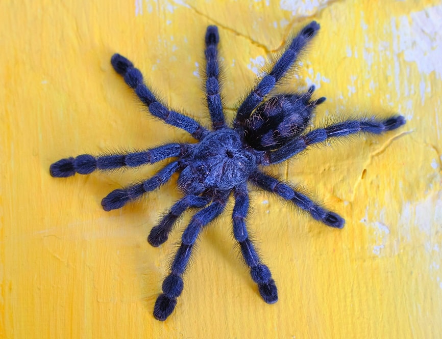tarântula azul em uma parede amarela