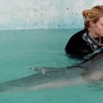 Cachalote-anão: As mini baleias que jorram litros de fluido intestinal quando surpreendidas