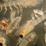 Pequenas criaturas, impacto enorme: como o zooplâncton armazena 65 milhões de toneladas de carbono a...