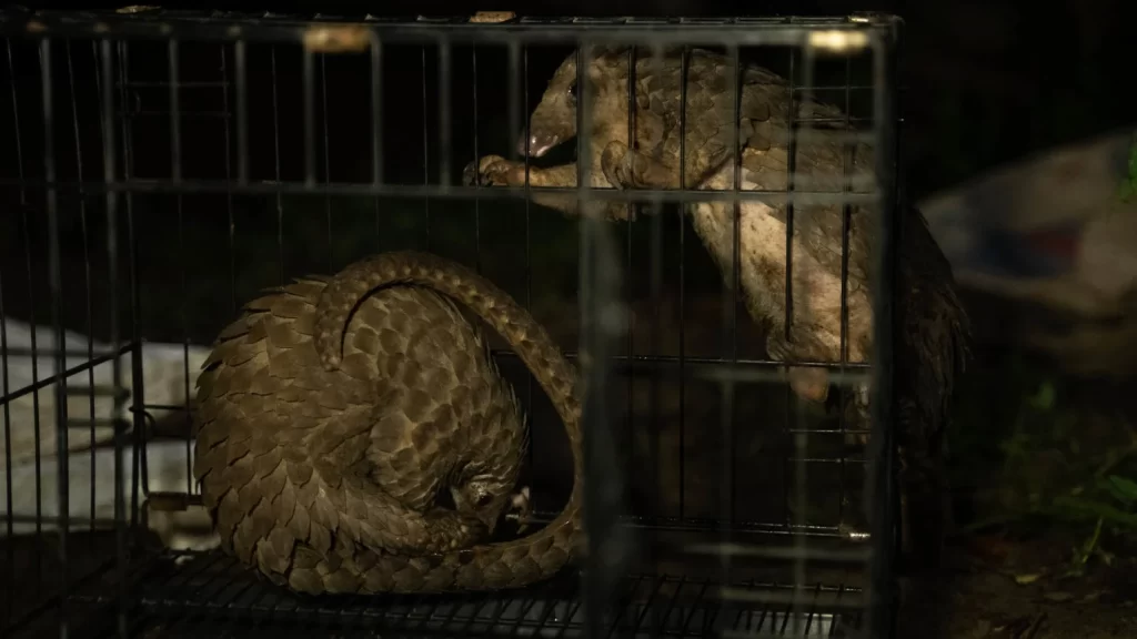 Pangolins-de-barriga-branca capturados no sudeste da Nigéria e destinados ao comércio. 

