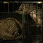 Crise do pangolim na África: iguaria está a levar espécie à beira da extinção