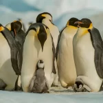 Populações de pinguins-imperadores estão diminuindo mais rápido do que o esperado