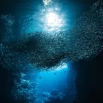 'É uma bomba-relógio': Níveis de ácido nos oceanos da Terra já ultrapassaram a 'zona de perigo'