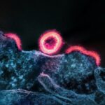 Como algumas pessoas com HIV podem controlar o vírus sem tratamento