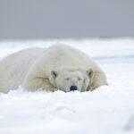 Marés tóxicas: mercúrio centenário está inundando a cadeia alimentar do Ártico