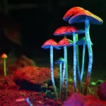 Psilocibina mostra propriedades antienvelhecimento em estudo inicial